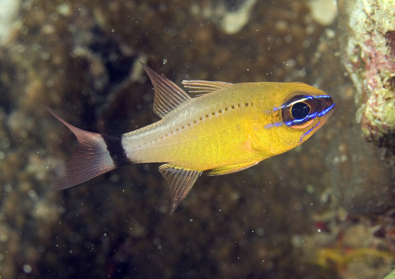 Apogon aureus (Pesce cardinale dall'anello)